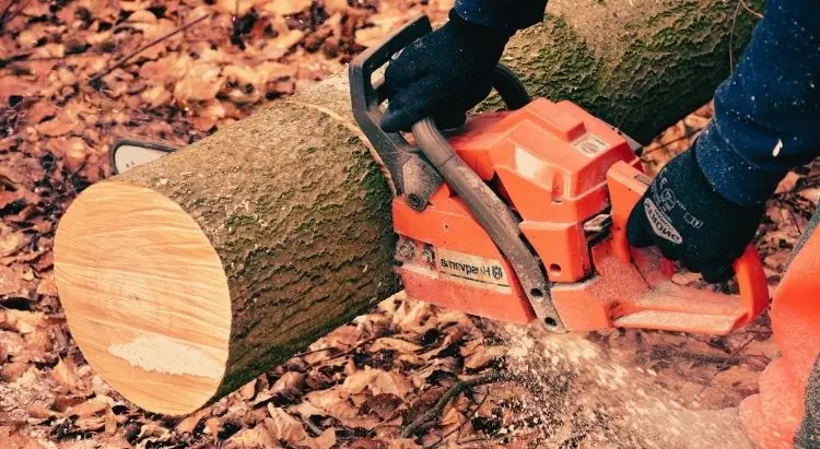 cutting down a tree stump with a chainsaw
